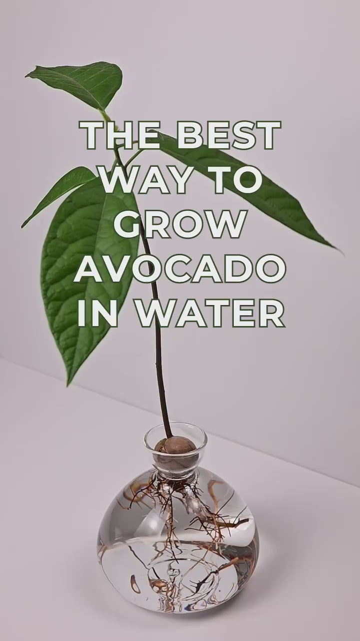 Sådan spirer du en avocado sten