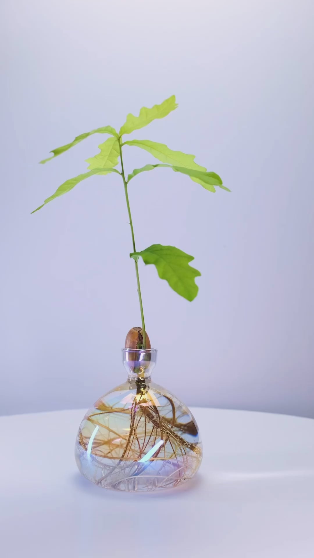 Agern vasen i farven 'cosmic astra' er en gennemsigtig vase til at spire agern i, men med en metalisk belægning, som giver den et perlemorslook