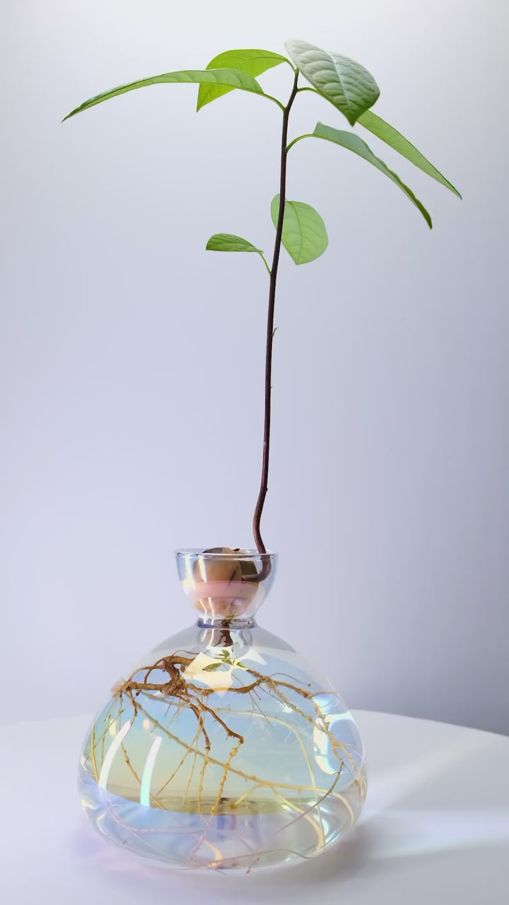Avocado vase i farven 'cosmic astra' er en klar vase med en metallisk belægning, som gør, at den har et perlemorslook