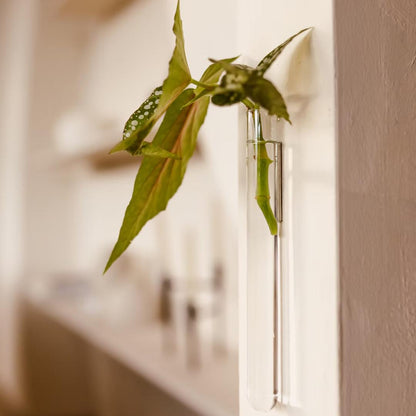 Transparent WallLeaf væghængt glasvase til planteformering med selvklæbende magnet