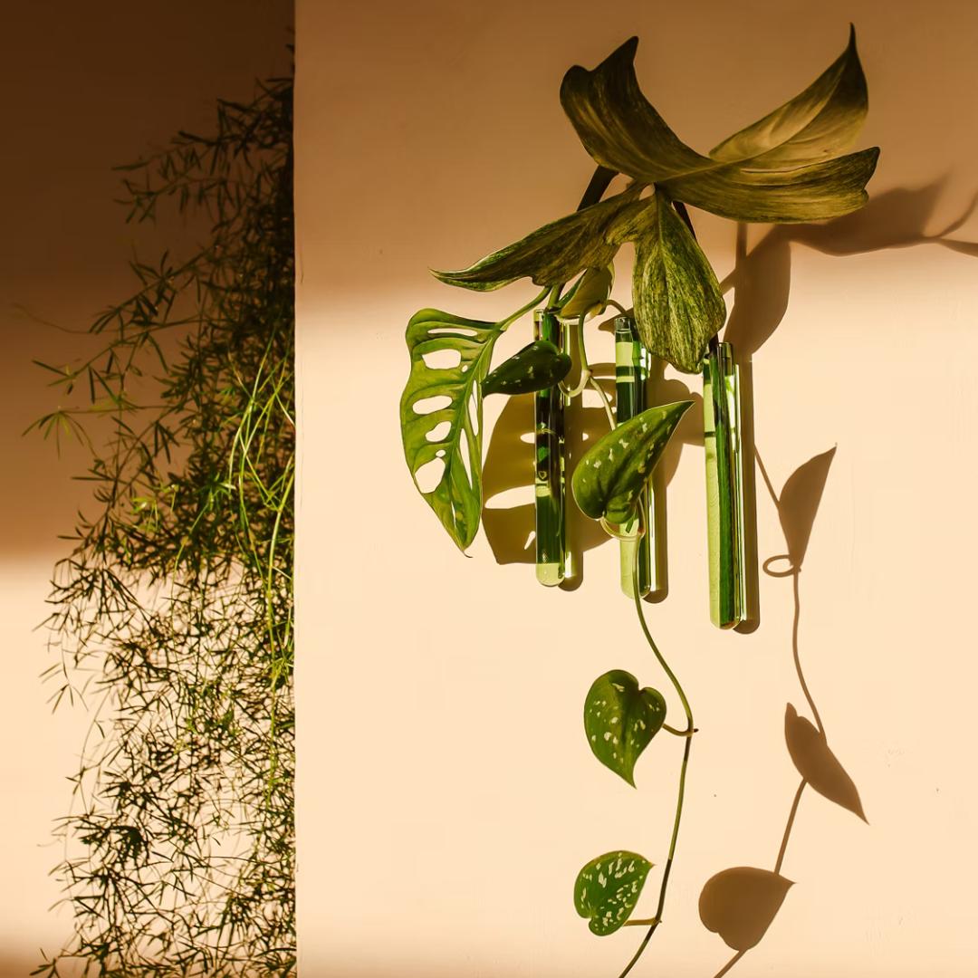 Grønt WallLeaf sæt med tre væghængte glasvaser til planteformering