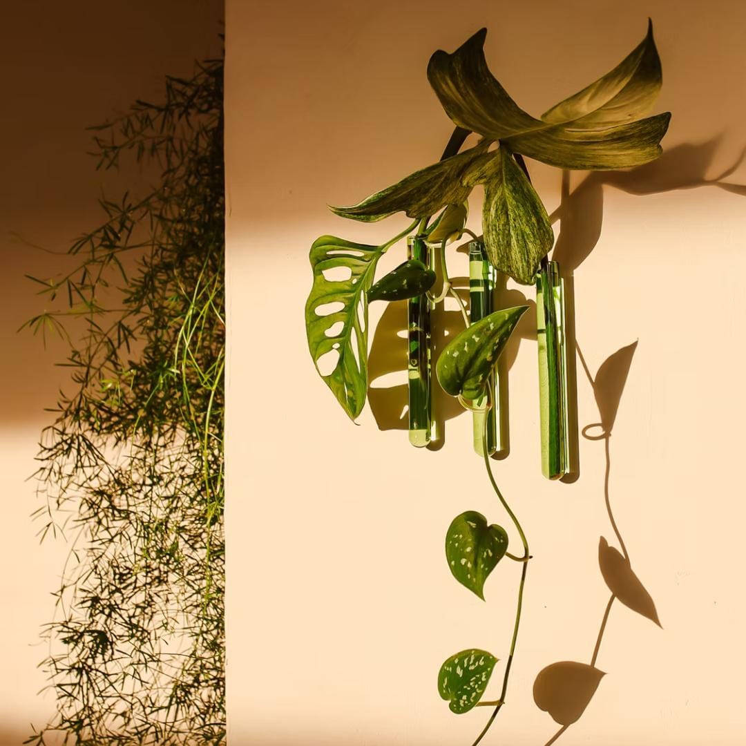 Grønt WallLeaf sæt med tre væghængte glasvaser til planteformering