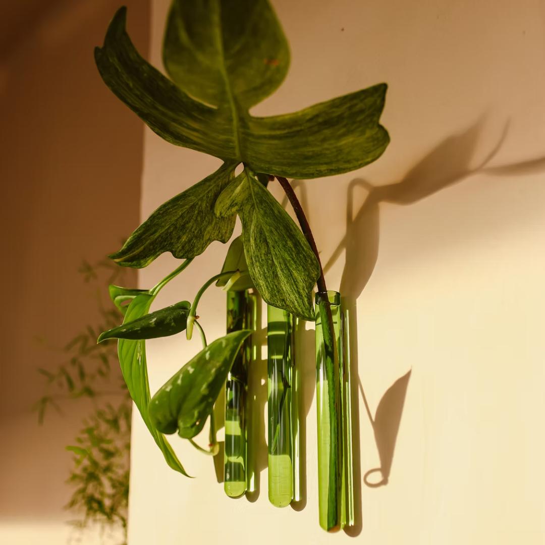 WallLeaf 3-pack vægvaser i grønt glas med magnetisk montering til stiklinger og planter