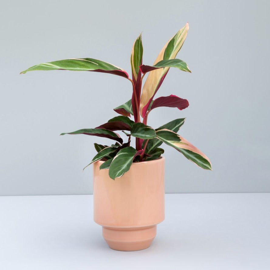 Bergs potte i glasseret. Den er i farven quartz rose, som er en fin lyserød/beige krukke.