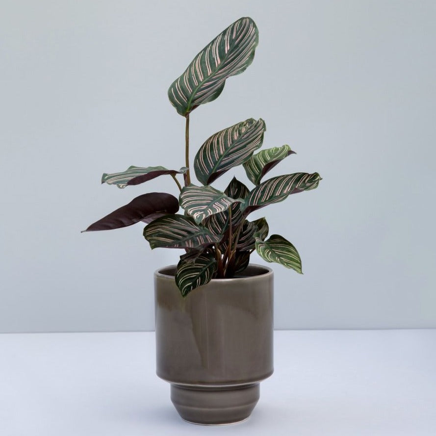 The hof pot fra Bergs Potter i glasseret. Denne er i en mørk grå farve.